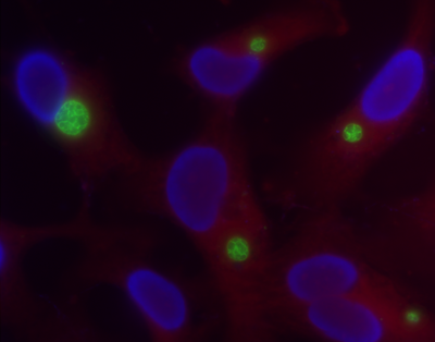 cells