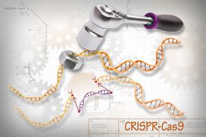 CRISPR- Cas9